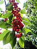 Property Image 909Bunches of Cherries