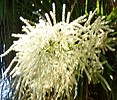 Property Image 909Palm tree flowers