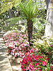 Property Image 909Courtyard in full blooms